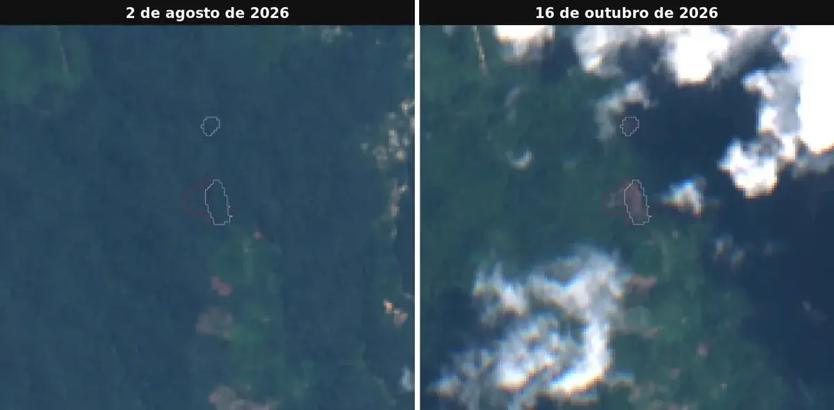 Área perto da Pista da Pupunha, em Xitei, na Terra Indígena Yanomami, em 2 de agosto e em 16 de outubro de 2026. Os polígonos marcam alertas de desmatamento